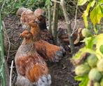 Wyandotte groothoender 2025, Dieren en Toebehoren, Pluimvee