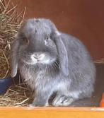 Lapisn bélier nains, Animaux & Accessoires, Plusieurs animaux, Nain, Oreilles tombantes