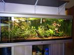 Aquarium 300l + meuble, Enlèvement, Utilisé, Aquarium d'eau douce rempli