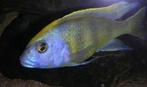 Nimbochromis Venustus, Poisson, Poisson d'eau douce, Banc de poissons