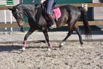 Brave, correcte , ervaren grote E ruin , betuigd en bereden, Dieren en Toebehoren, E pony (1.48m - 1.57m), B, Gechipt, Ruin