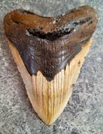 MEGALODON TAND USA	302	gr	13.2x10x2.8	cm, Verzamelen, Ophalen of Verzenden, Fossiel