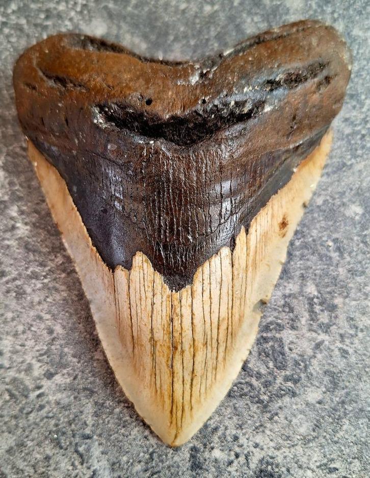 MEGALODON TAND USA	302	gr	13.2x10x2.8	cm, Verzamelen, Mineralen en Fossielen, Fossiel, Ophalen of Verzenden