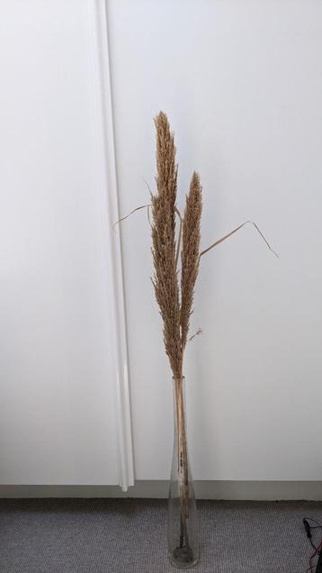 Vaas en pampas beschikbaar voor biedingen
