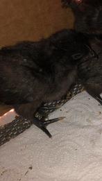 Kuikens ayam cemani/legkip, Dieren en Toebehoren, Pluimvee, Geslacht onbekend