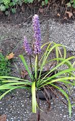 Liriope muscari, Tuin en Terras, Planten | Tuinplanten, Ophalen, Herfst, Vaste plant