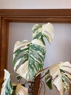 Kopstek monstera variegata, Ophalen