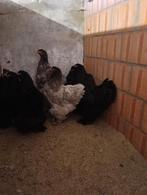 Brahma-kip, Dieren en Toebehoren