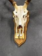 Schedel hert gewei scotland, Antiek en Kunst, Ophalen of Verzenden