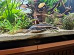 Platydoras zoekt nieuwe thuis, Dieren en Toebehoren, Vissen | Aquariumvissen, Vis, Zoetwatervis