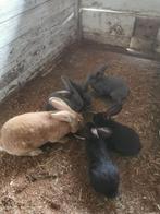 Jonge konijnen, Dieren en Toebehoren, Konijnen, Meerdere dieren, Groot, 0 tot 2 jaar