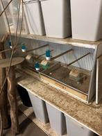 Gehu kweekkooi met nestblokken, Dieren en Toebehoren, Vogels | Hokken en Kooien, Ophalen, Gebruikt, Overige materialen, Broedkooi of Kweekkooi