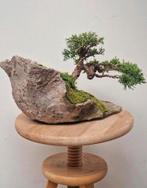 Prachtige Juniperus chinensis, veiling Italië, Tuin en Terras, Bloeit niet, Minder dan 100 cm, Ophalen, Volle zon