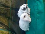 Mini lopjes, Dieren en Toebehoren