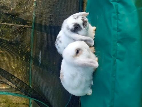 Mini lopjes, Dieren en Toebehoren, Konijnen