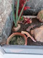 Terrarium met 3 luipaardgekko