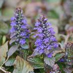 Ajuga chocolate chips, Tuin en Terras, Planten | Tuinplanten, Ophalen, Vaste plant, Bodembedekkers, Halfschaduw