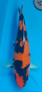 Ginrin Showa, Dieren en Toebehoren, Vissen | Vijvervissen