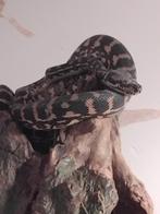 Morelia Spilota Caramel Bredli l'Albinos, Animaux & Accessoires, Reptiles & Amphibiens, Serpent, 0 à 2 ans