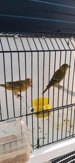 Kruising Sijs & Raza Kanarie 2025, Dieren en Toebehoren, Vogels | Kanaries