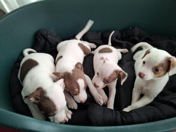 Boerenfox pups beschikbaar voor biedingen
