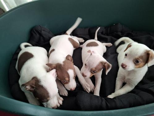 Boerenfox pups