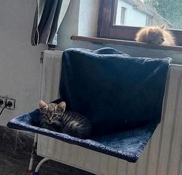 Katten hangmat beschikbaar voor biedingen