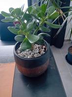 crassula (jade) luchtzuiverend pland 40cm, Huis en Inrichting, Kamerplanten, Ophalen