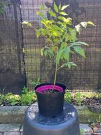 Toona sinensis Flamingo Chinese mahonie, Tuin en Terras, Planten | Bomen, Ophalen of Verzenden, Zomer, Zuilboom, 400 cm of meer