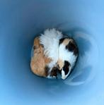 Cavia beertjes, Dieren en Toebehoren, Knaagdieren, Mei, Mannelijk, Cavia