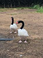 Koppel Zwarthals zwanen, Meerdere dieren, Gans of Zwaan