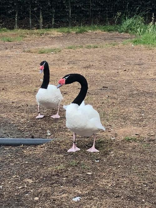 Koppel Zwarthals zwanen, Dieren en Toebehoren, Pluimvee, Gans of Zwaan, Meerdere dieren
