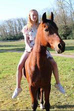 bomproef wandelpony, Dieren en Toebehoren, Merrie, Gechipt, Niet van toepassing, 11 jaar of ouder