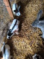Konijnen Lotharingen vlinder, Dieren en Toebehoren