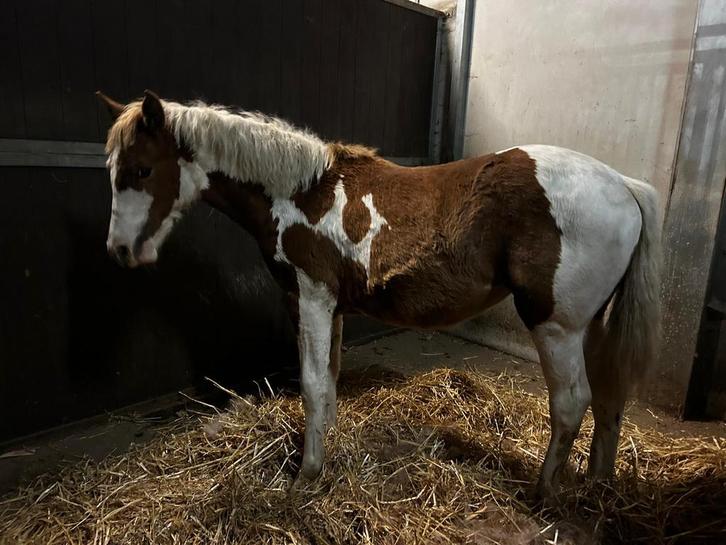 Bont merrie veulen, Dieren en Toebehoren, Paarden, Merrie