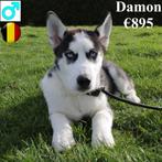 "Demon & Dakota" Husky - pups te koop (Belgisch), Dieren en Toebehoren, Honden | Poolhonden, Keeshonden en Oertypen, België, CDV (hondenziekte)