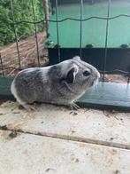 Cavia’s, Animaux & Accessoires, Rongeurs, Cobaye