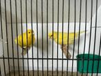kleurkanarie geel, Dieren en Toebehoren, Vogels | Kanaries, Kleurkanarie