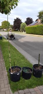 Semiarundinaria fastuosa - 3 stuks in pot, Ophalen, Vaste plant, Overige soorten, Volle zon