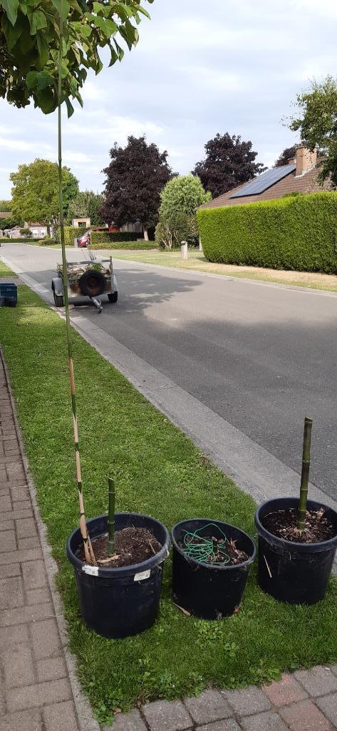 Semiarundinaria fastuosa - 3 stuks in pot - laatste week, Tuin en Terras, Planten | Tuinplanten, Vaste plant, Overige soorten