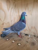Pigeon Voyageur, Mannelijk, Postduif