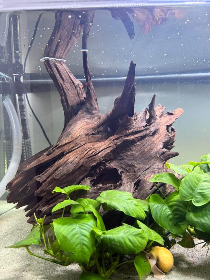 Groot Red Moor Wood – schuilplaatsen voor kreeft & garnalen, Dieren en Toebehoren, Vissen | Aquaria en Toebehoren, Zo goed als nieuw