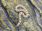Westelijke haakneusslang, 10 maand, soort: Conda, Serpent, 0 à 2 ans