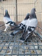 moeder vader baby super takla, Dieren en Toebehoren, Vogels | Duiven