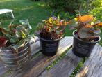 plante  :Houttuynia Cordata - feuillage tricolore ou vert, Bodembedekkers, Vaste plant, Ophalen of Verzenden, Halfschaduw