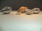 fossiele strombus gigas en oude tijgerkauri cowrie schelpen, Verzamelen, Ophalen of Verzenden, Schelp(en)