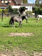 Welsh sectie A merrie, Merrie, Gechipt, 0 tot 2 jaar, B pony (1.17m tot 1.27m)