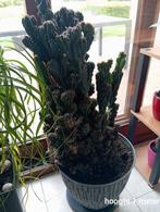 Assortiment kamerplanten  + witte bloemstaander, Ophalen, Cactus