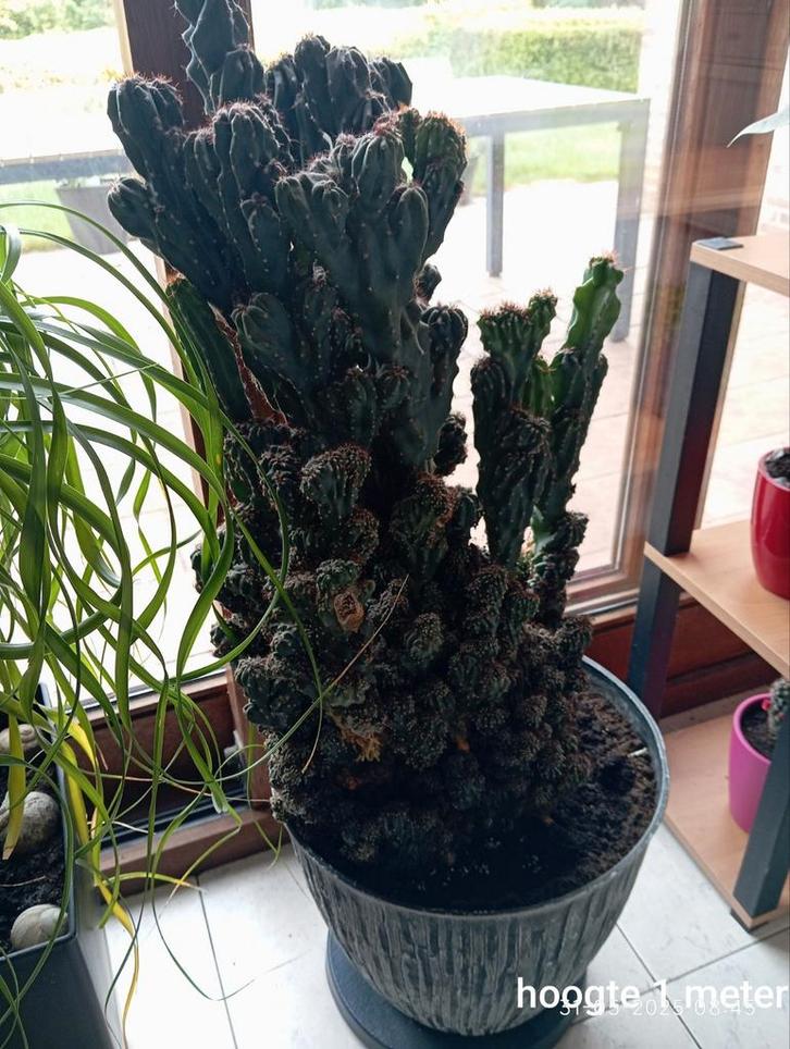 Cactus  + witte bloemstaander, Huis en Inrichting, Kamerplanten, Cactus, Ophalen
