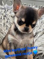 Prachtige langharige en kortharige chihuahua pups., Dieren en Toebehoren, België, Fokker | Hobbymatig, CDV (hondenziekte), 8 tot 15 weken